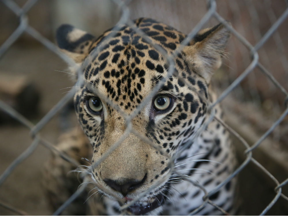La jaguar Fiona fue rescatada cuando tenA�a unos dA�as de nacida y lleva 18 meses en el centro.