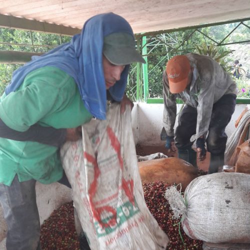 En época de cosecha, un recolector eficiente puede recoger hasta 150 kilos de café por jornada.