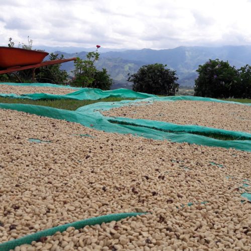 El proceso de secado del café se puede hacer en máquinas de silo o al aire libre. 
