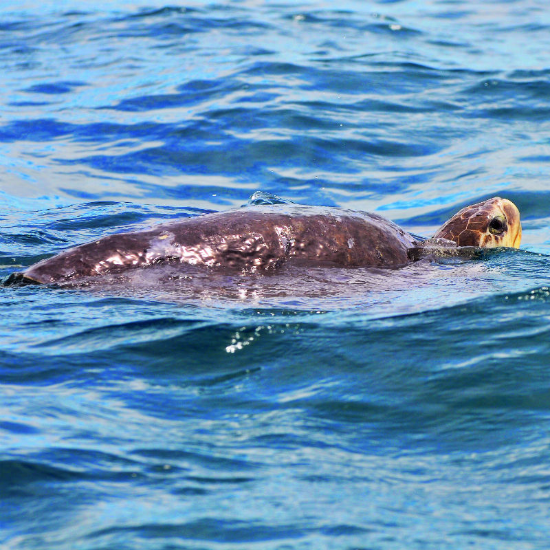 tortuga marina Panamá