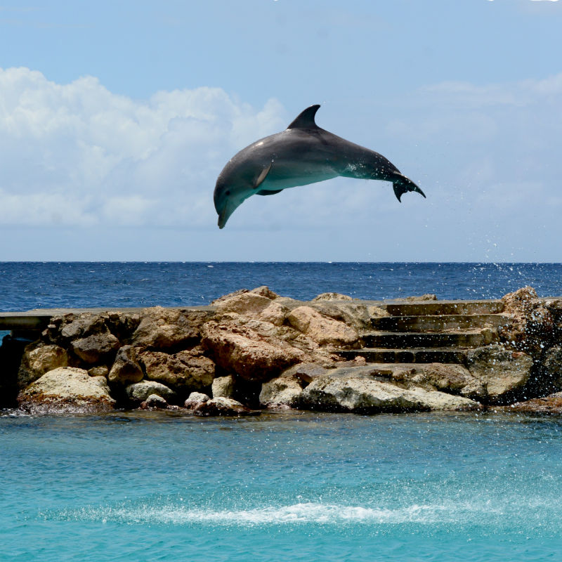 Curazao, un viaje con los delfines